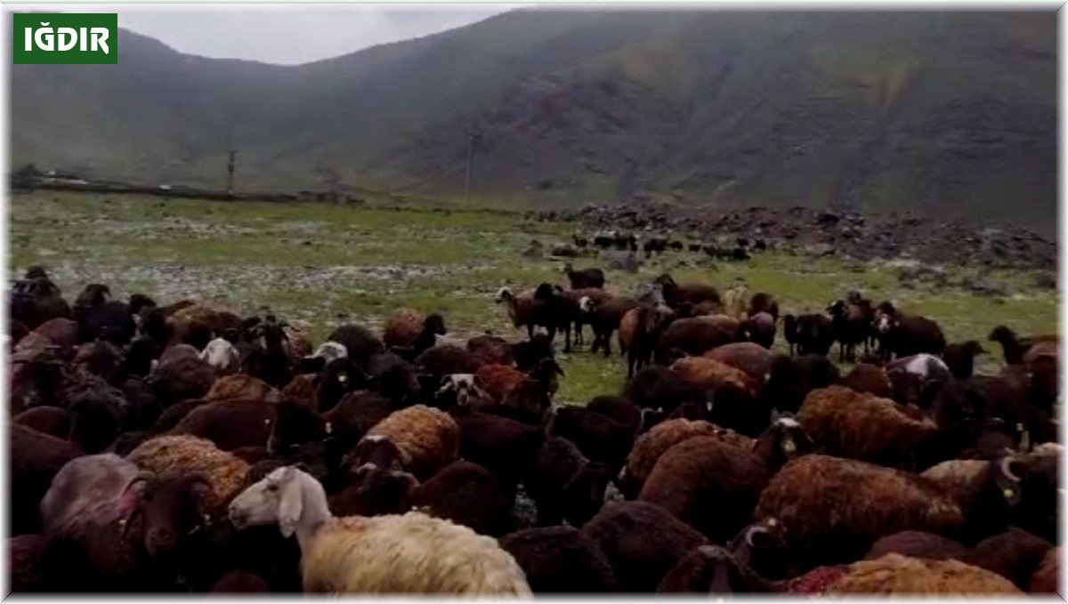 Iğdır'da meydana gelen selden hayvanlar son anda kurtuldu