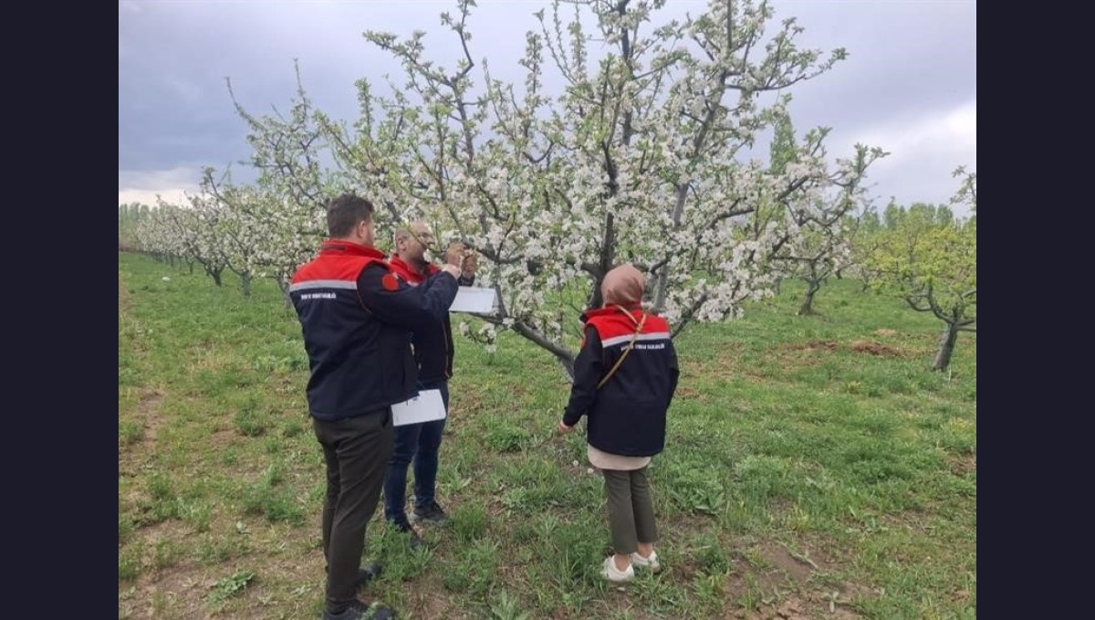 Iğdır'da meyve ağaçları kurulan tuzaklarla korunuyor