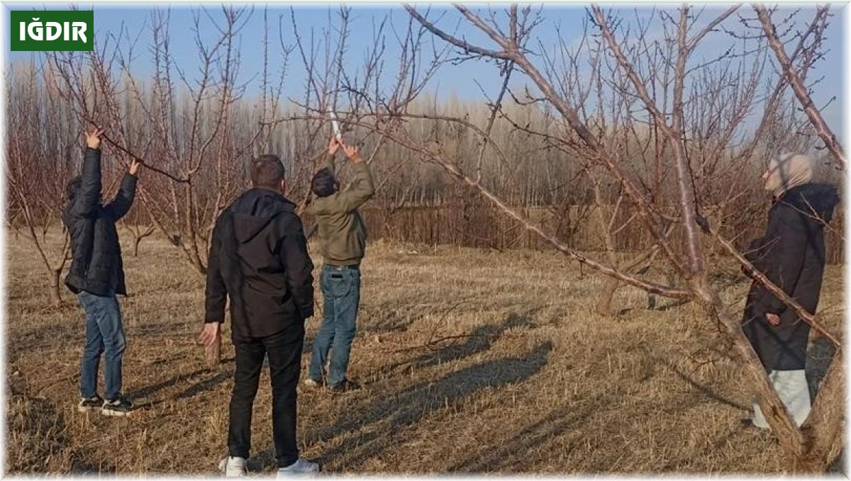 Iğdır'da meyve ağaçlarında budama başladı