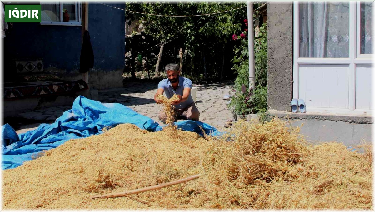 Iğdır'da nohut hasadı yapıldı