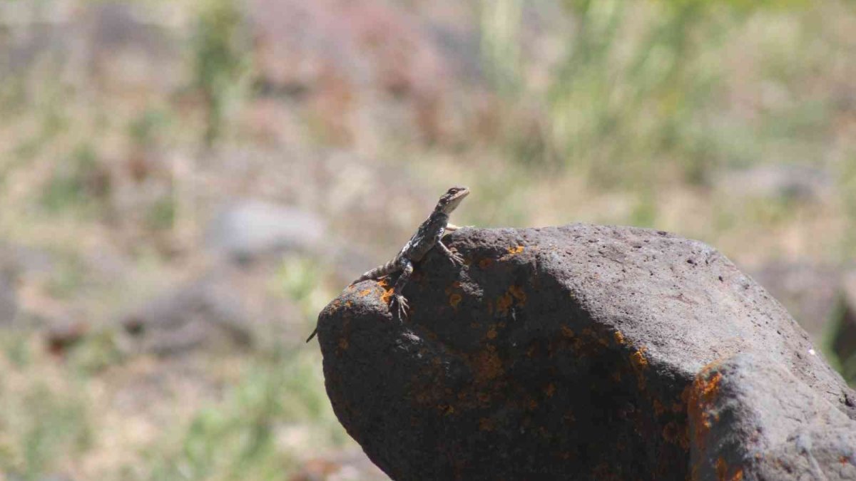 Iğdır'da öğle saatlerinde güneşlenen Kafkas keleri görüntülendi