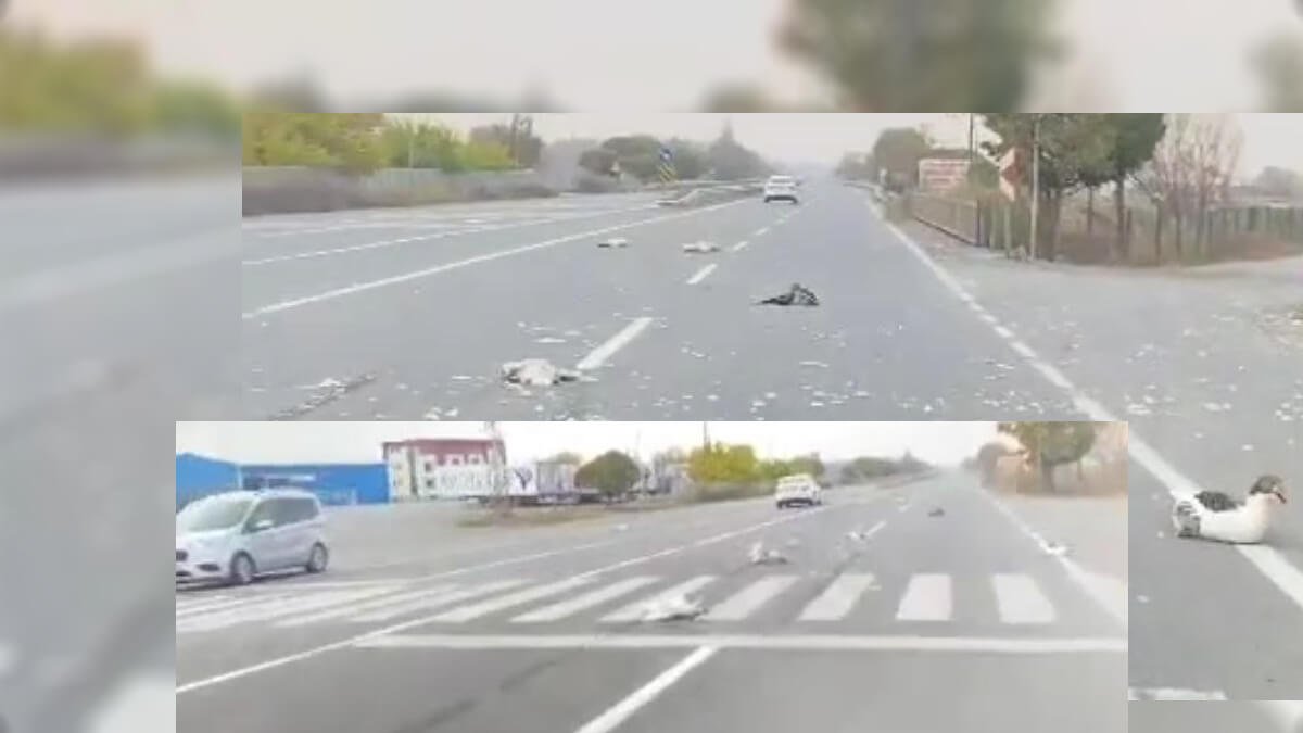 Iğdır'da otomobilin çarptığı kazlar telef oldu