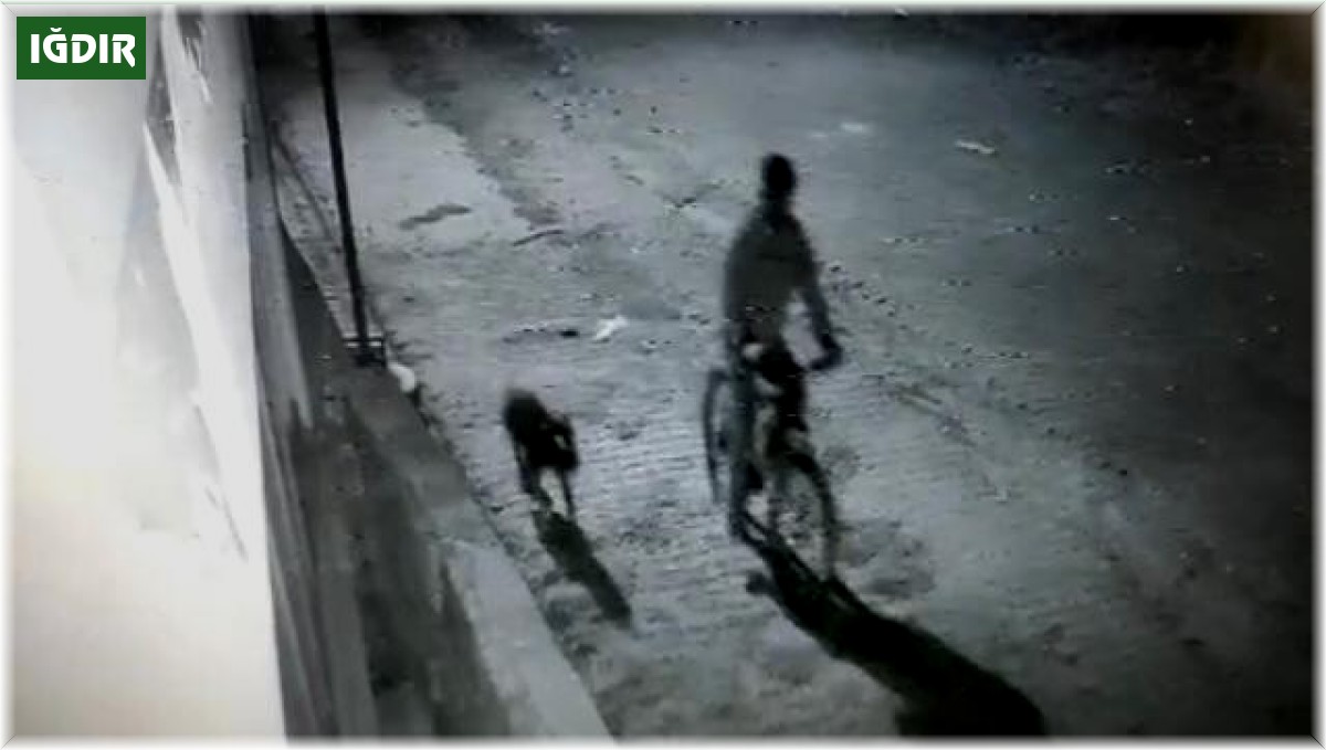 Iğdır'da pitbull cinsi köpek ile hırsızlık