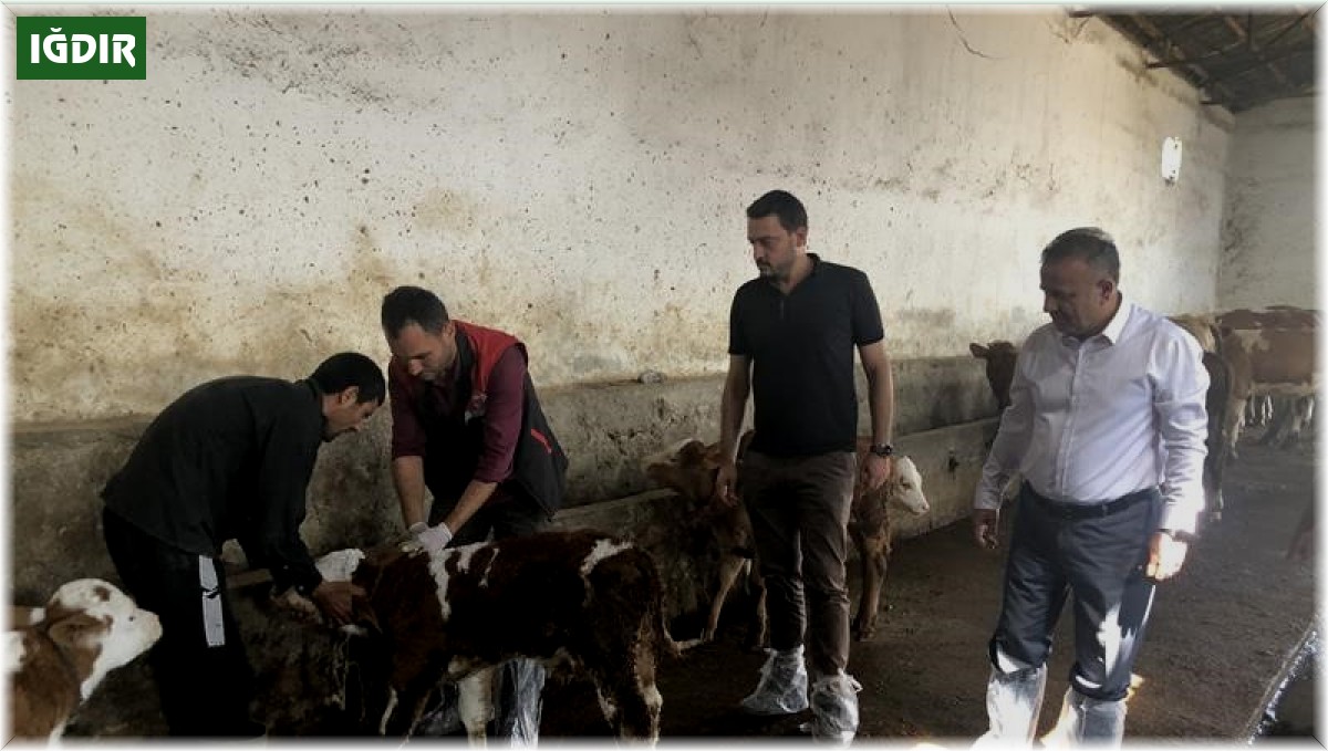 Iğdır'da şap aşılama programı başlatıldı