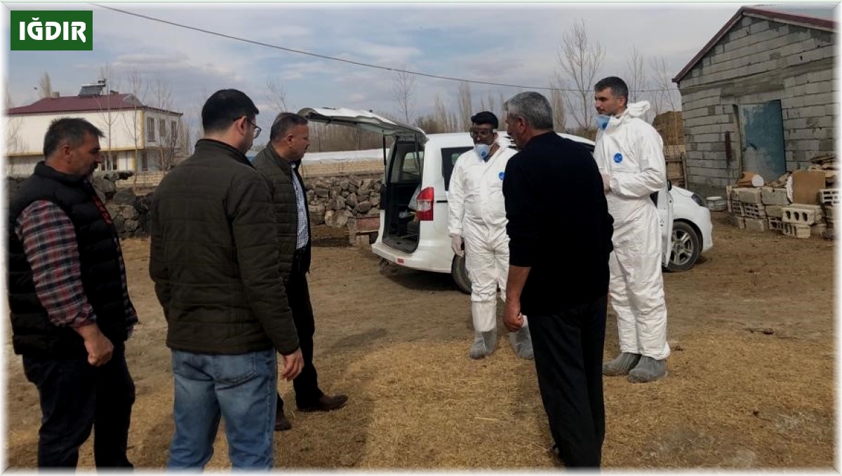 Iğdır'da şap aşısı devam diyor