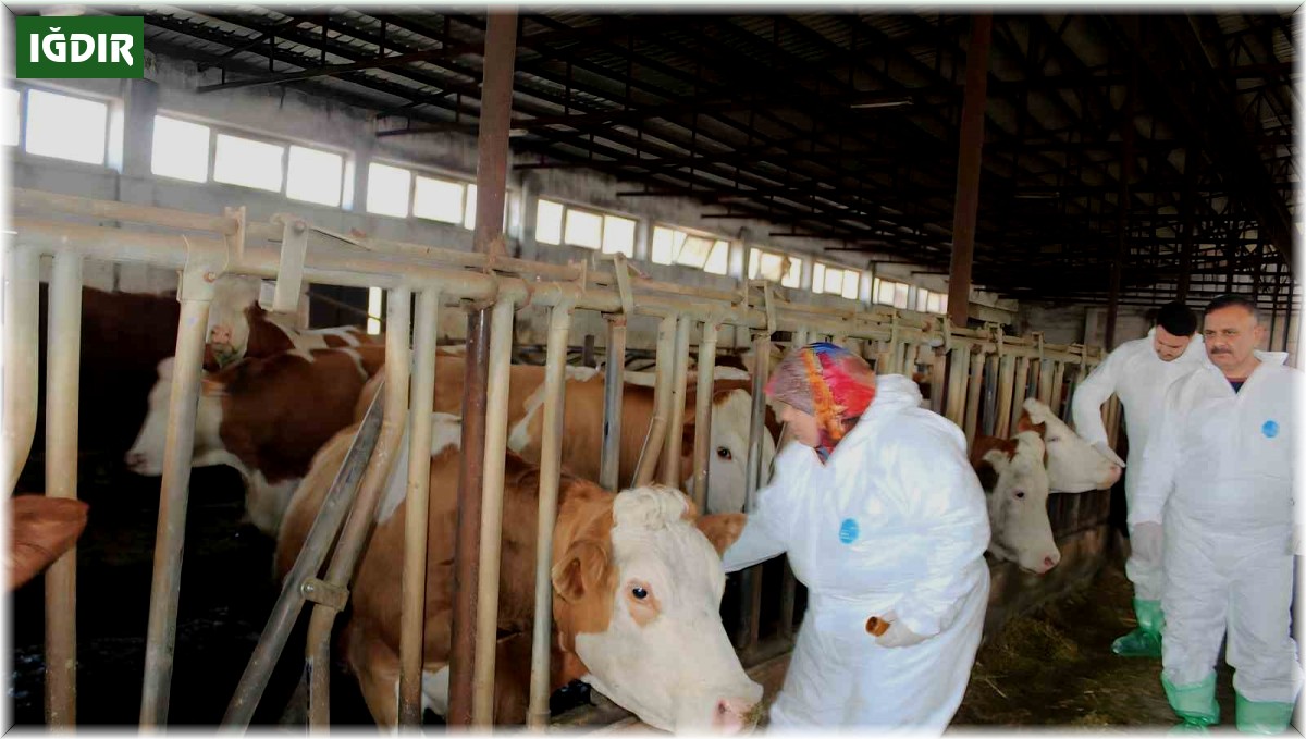 Iğdır'da şap hastalığı alarmı, hayvanlar ilaçlanmaya başladı