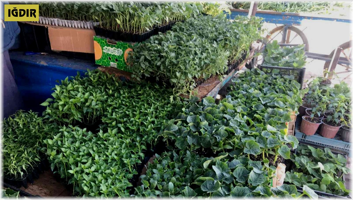 Iğdır'da sebze fidesi satışları başladı