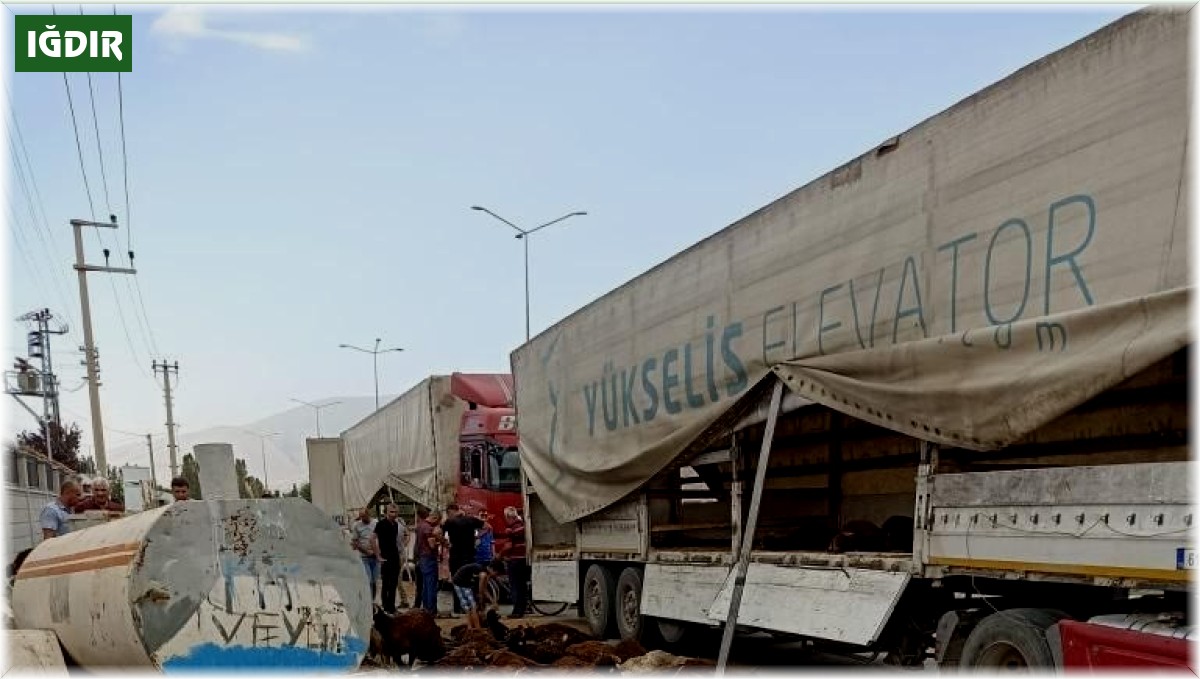 Iğdır'da sevk için bekleyen hayvanlar havasızlıktan tırda telef oldu