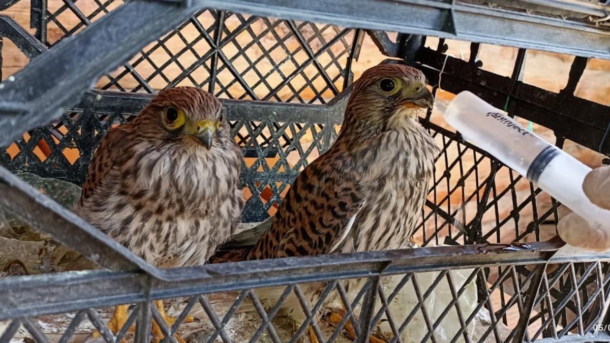 Iğdır'da sıcak havadan etkilenen kerkenezler tedavi altına alındı