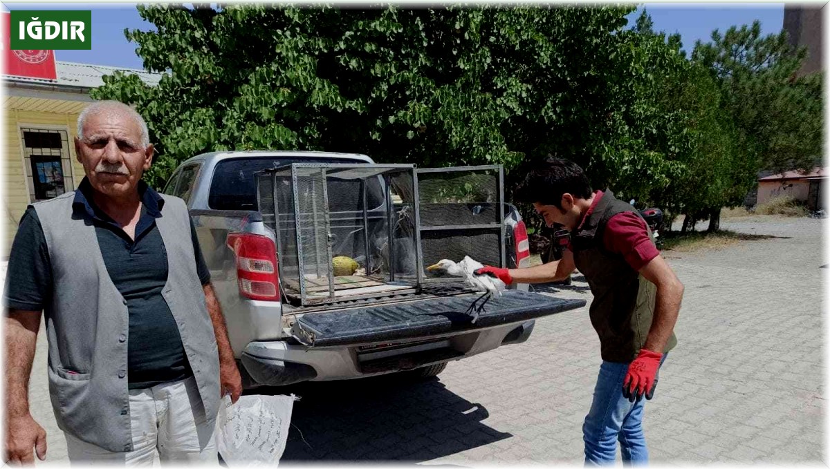 Iğdır'da Sığır Balıkçılı tedavi altına alındı