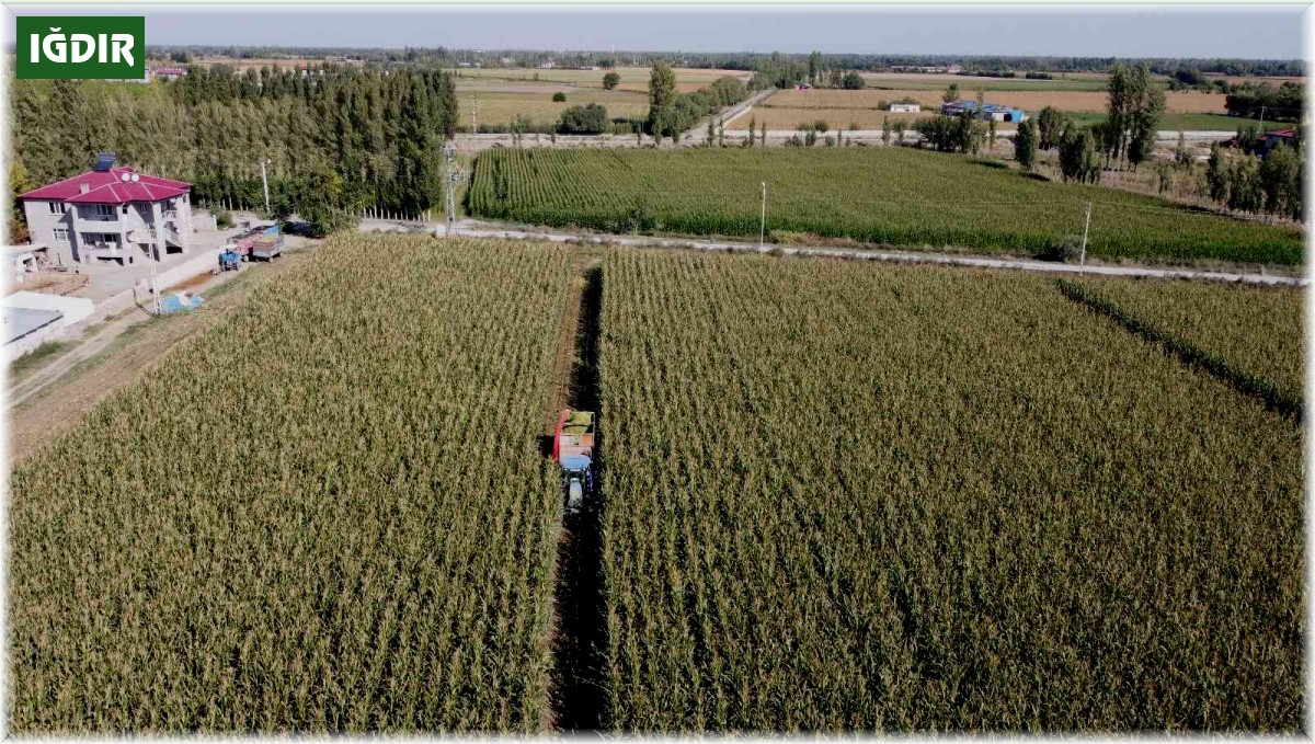 Iğdır'da silajlık mısır hasadı havadan görüntülendi