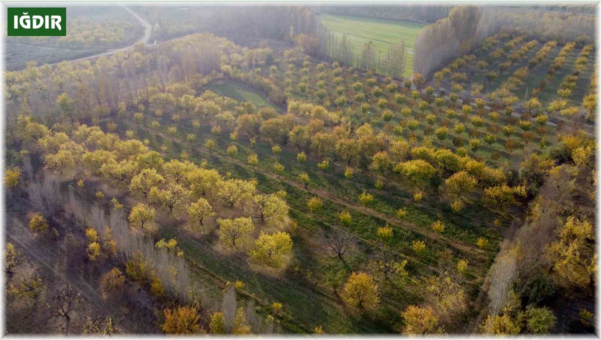 Iğdır'da sonbaharın son demleri göz kamaştırdı