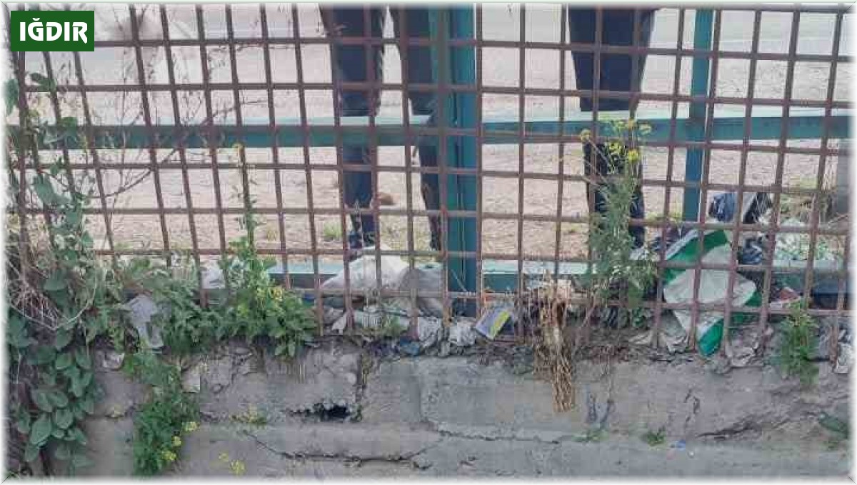 Iğdır'da sulama kanalına düşen inek telef oldu