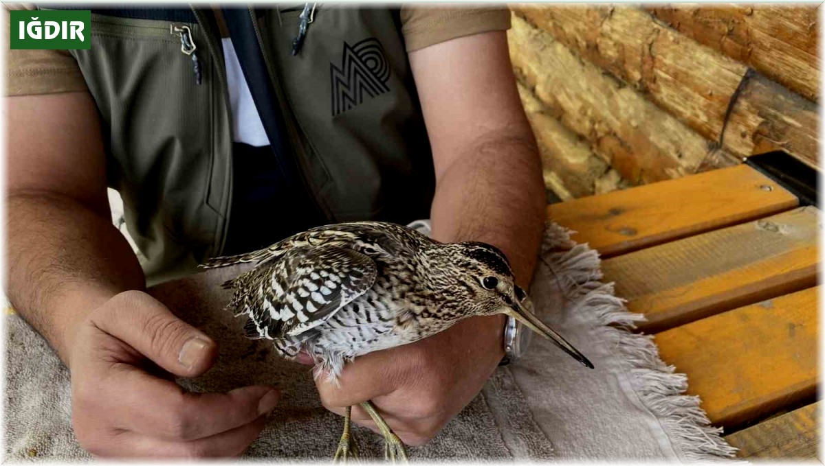 Iğdır'da uçamaz halde bulunan Su Çulluğu kuşu tedavi altına alındı