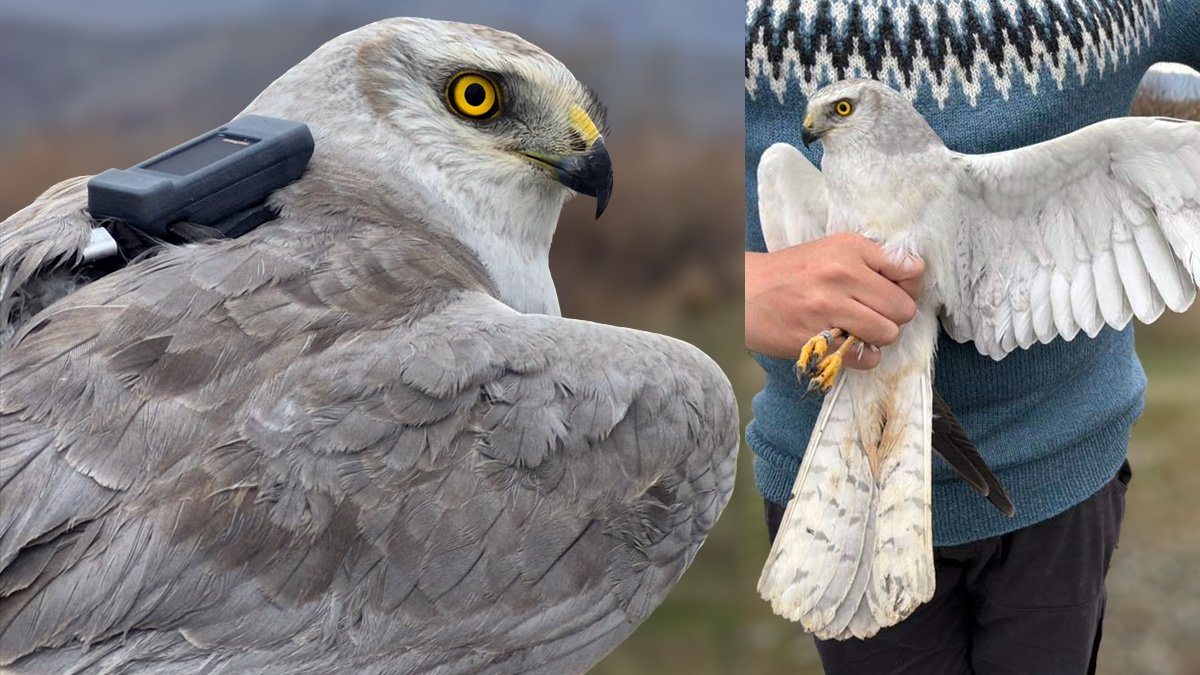 Iğdır'da uyduyla izlenen bozkır delicesi 4 günde Azerbaycan'a ulaştı