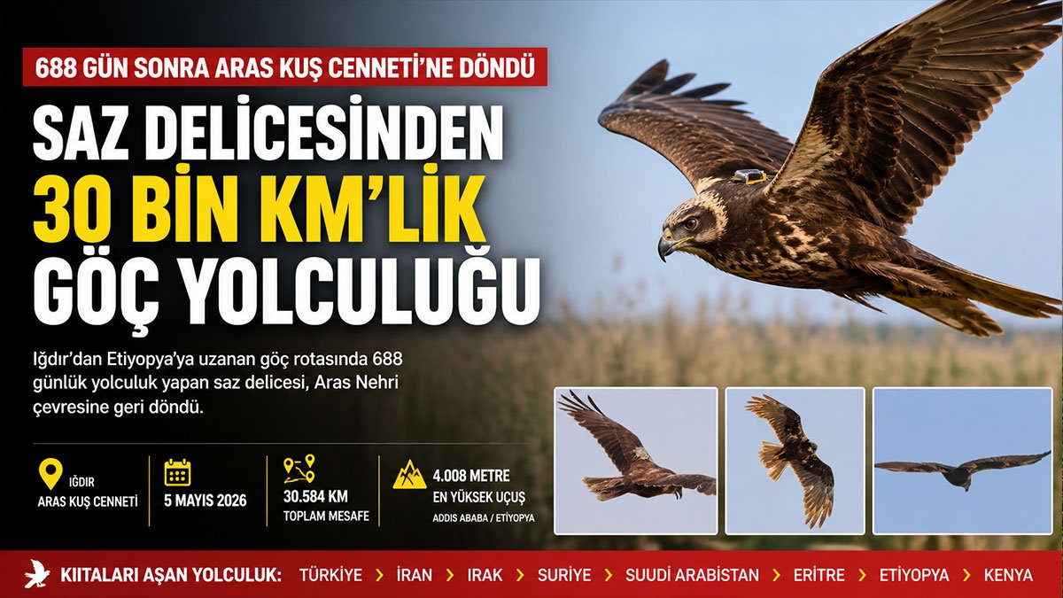Iğdır'da uyduyla izlenen saz delicesi 688 günde 30 bin kilometre uçup Aras Kuş Cenneti'ne döndü