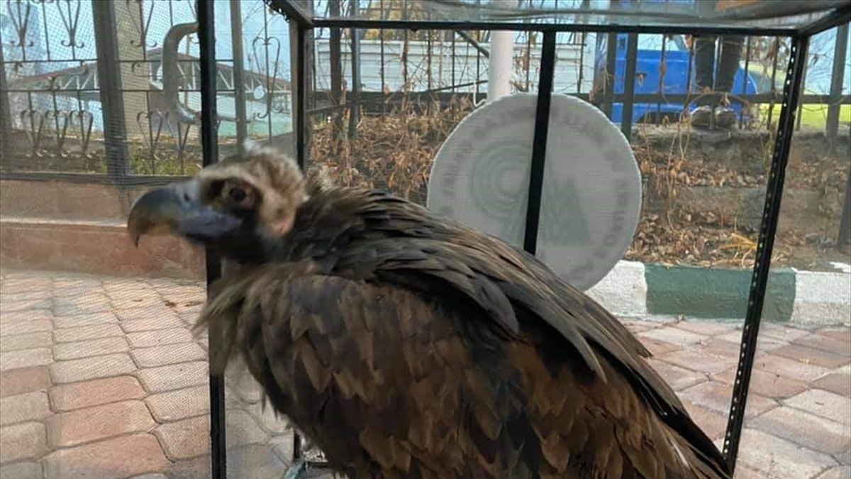 Iğdır'da yaralı bulunan kara akbaba tedavi altına alındı