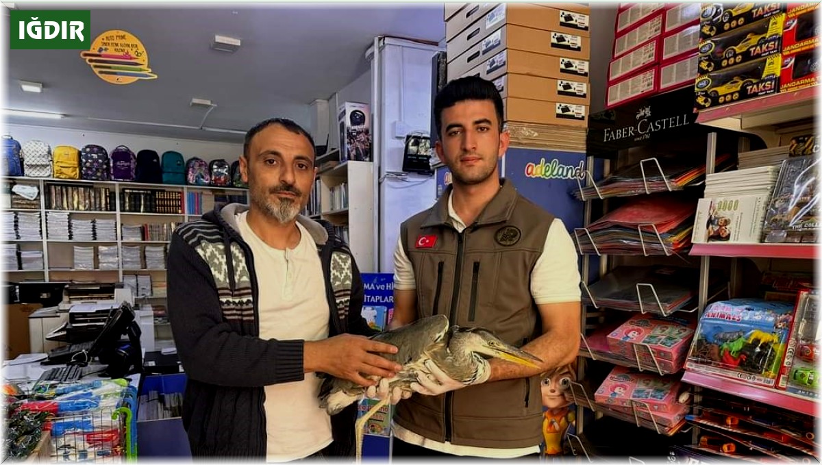 Iğdır'da yaralı gri balıkçıl tedavi altına alındı