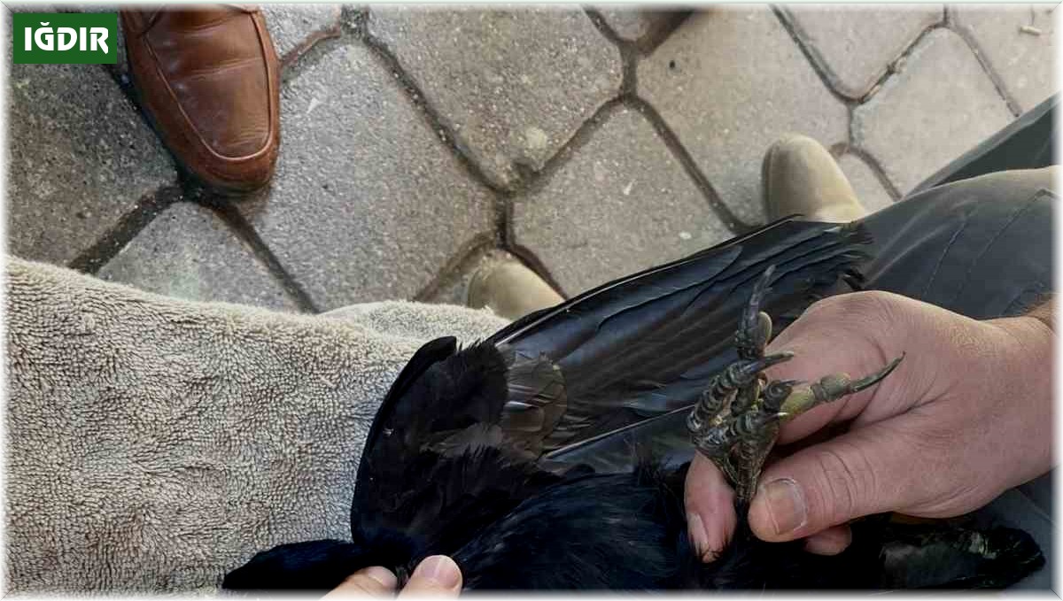 Iğdır'da yaralı halde bulunan ekin kargası tedavi altına alındı