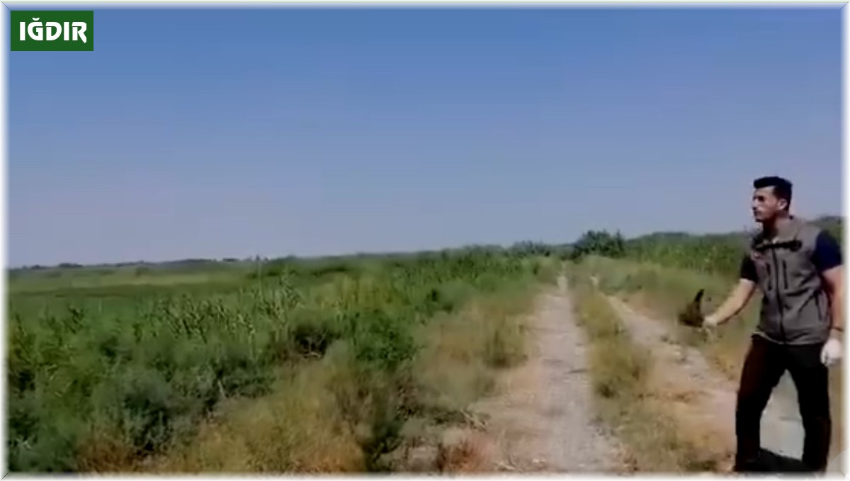 Iğdır'da yaralı halde bulunan kerkenez kuşu koruma altına alındı