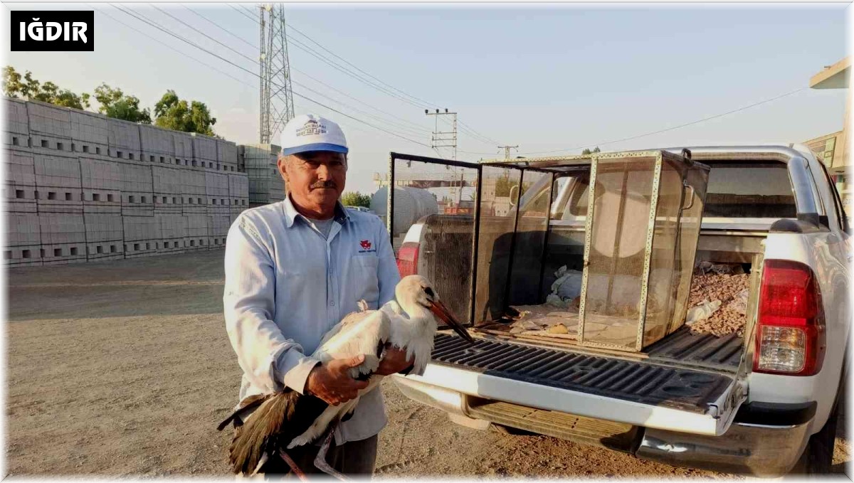 Iğdır'da yaralı halde bulunan leylek, tedavi altına alındı