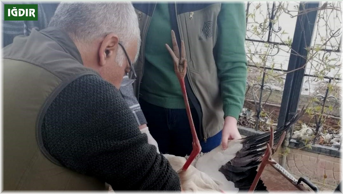 Iğdır'da yaralı leylek tedavi altına alındı