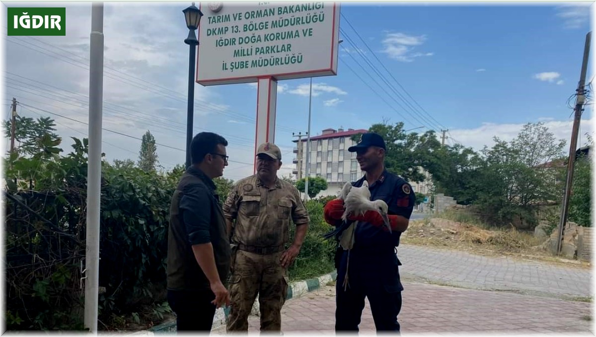 Iğdır'da yaralı leylek tedavi altına alındı