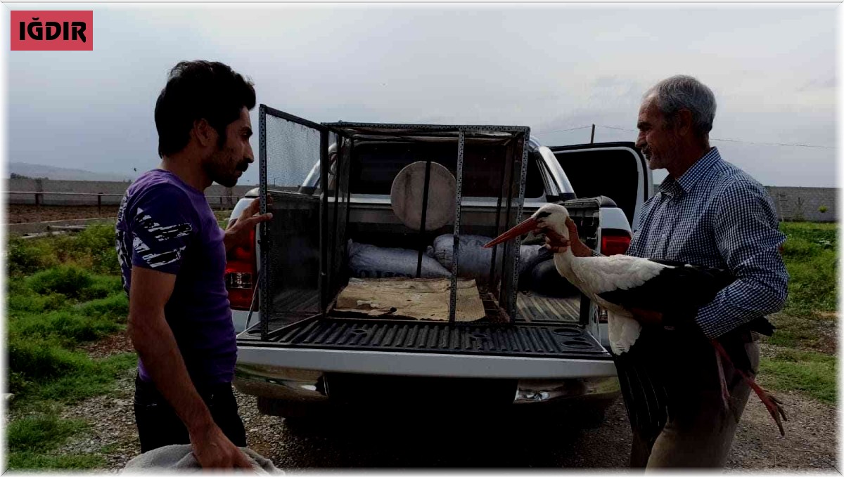 Iğdır'da yaralı leylek tedavi altına alındı