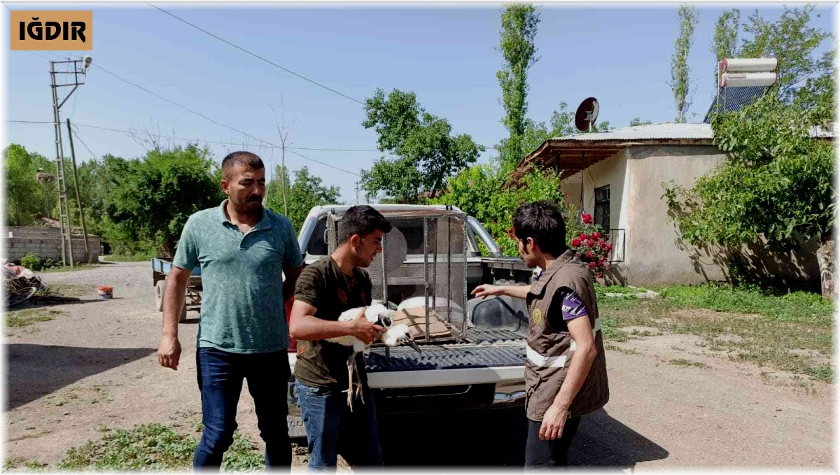 Iğdır'da yaralı leylek yavrusu tedavi altına alındı