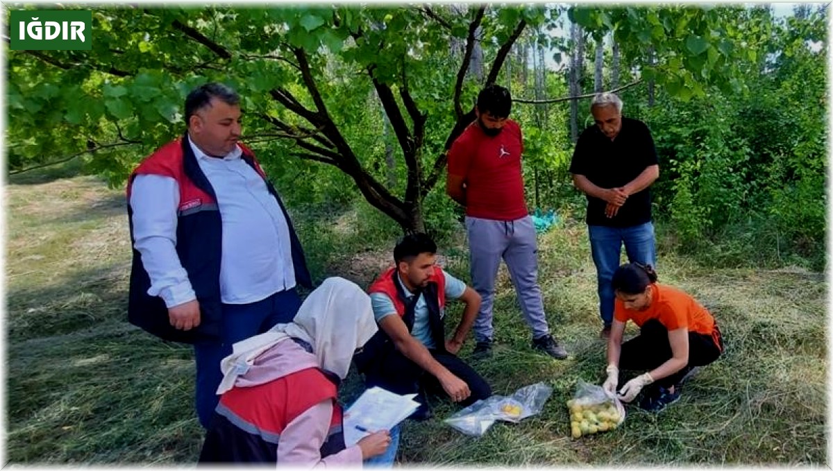 Iğdır'da yetişen ürünlerden numune alınıyor
