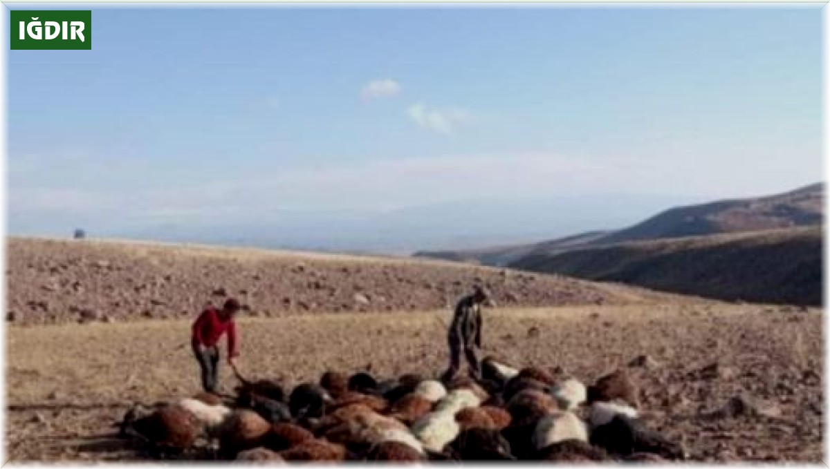 Iğdır'da yıldırım isabet eden 56 koyun telef oldu
