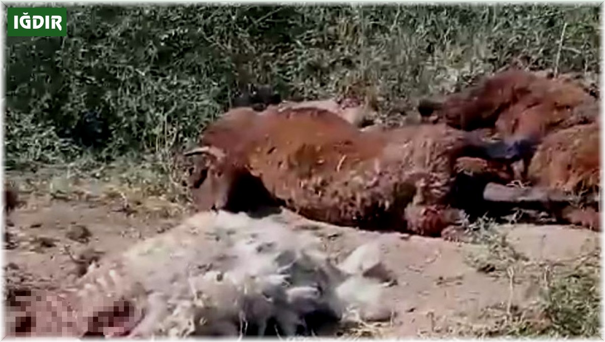 Iğdır'da yol kenarında küçükbaş hayvan ölüleri bulundu