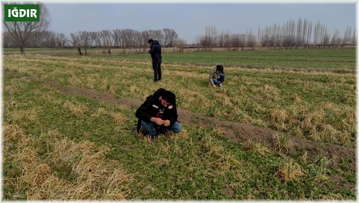 Iğdır'da yonca hortumlu böceği ile mücadele çalışmaları