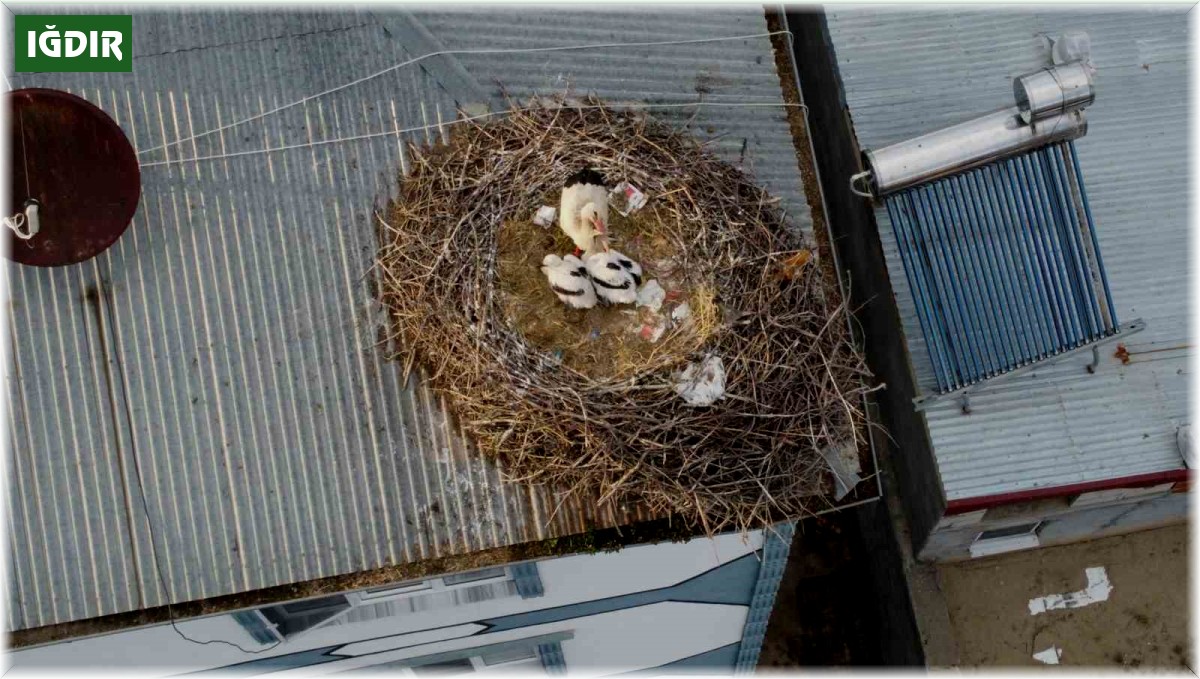 Iğdır'da yumurtadan çıkan yavru leylekler büyümeye başladı