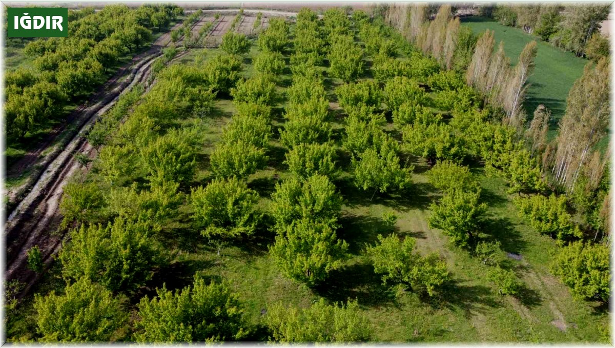 Iğdır'daki İrem Bağları'nda bahar