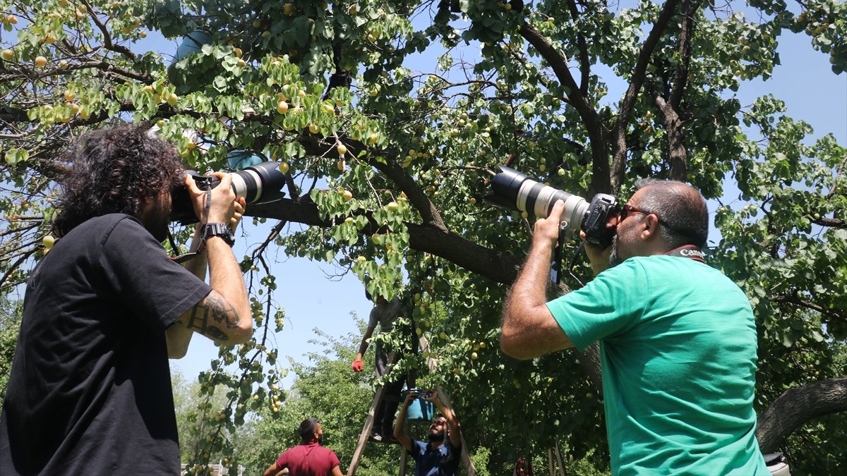 Iğdır'daki kayısı bahçeleri renkli hasadı görüntülemek isteyenleri ağırlıyor