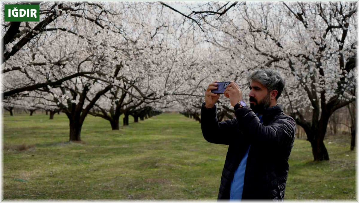 Iğdır'daki kayısı bahçelerinde kartpostallık görüntüler