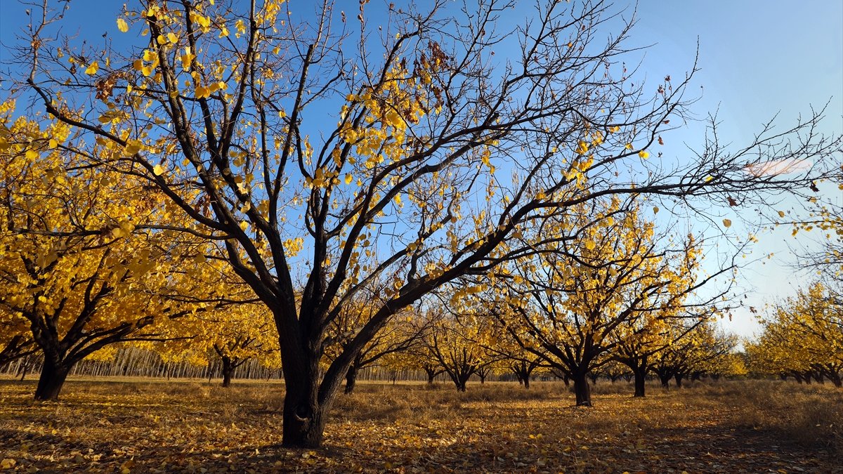 Iğdır'daki kayısı bahçelerinde sonbahar renkleri dron ile görüntülendi