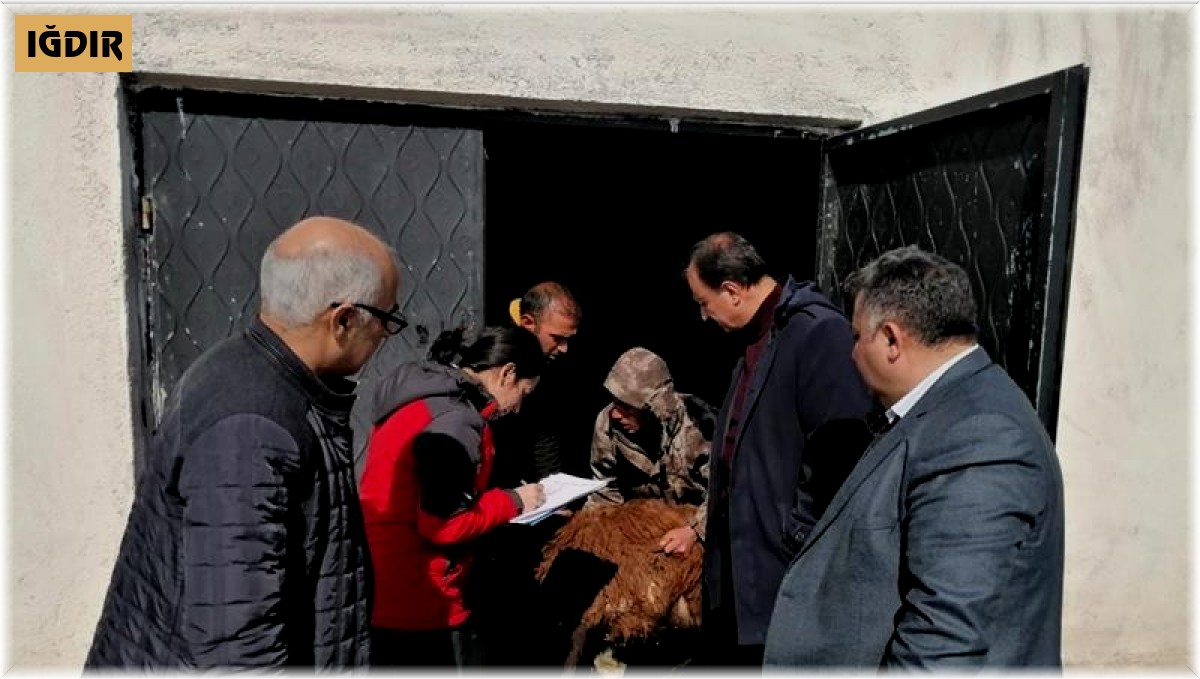 Iğdır'daki küçükbaş hayvan tespiti yapılıyor