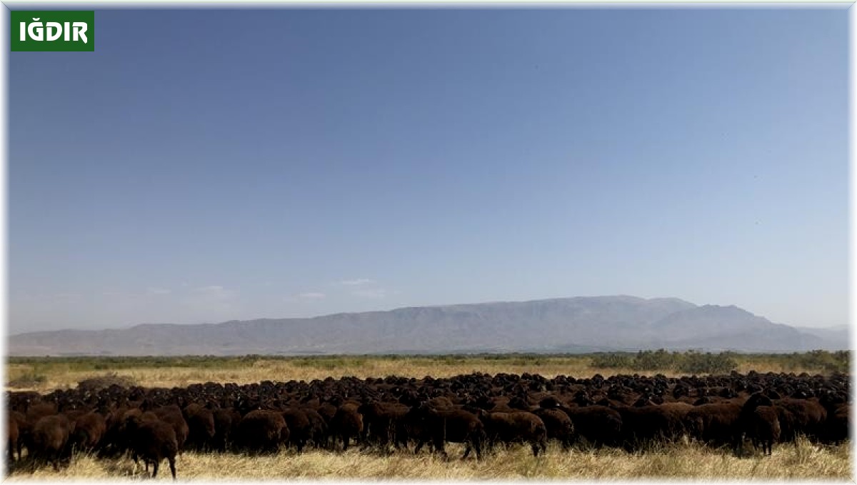 Iğdır'daki tarım işletmesinde koç katımı yapıldı
