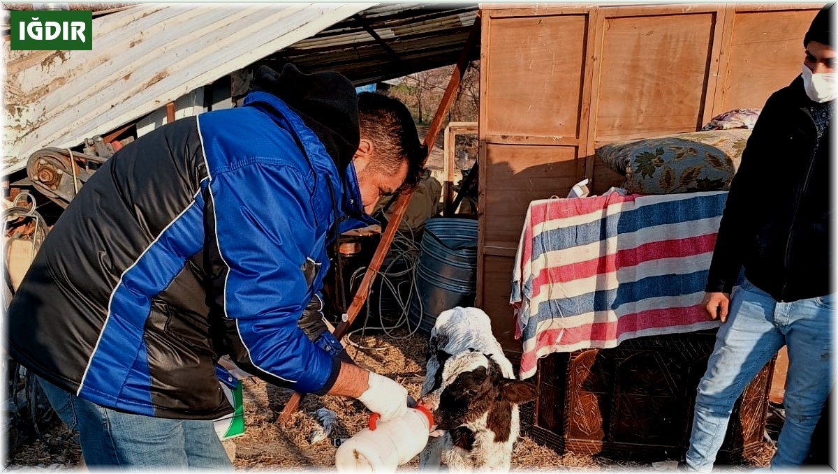 Iğdır'dan deprem bölgesine giden veteriner hekimler geri döndü