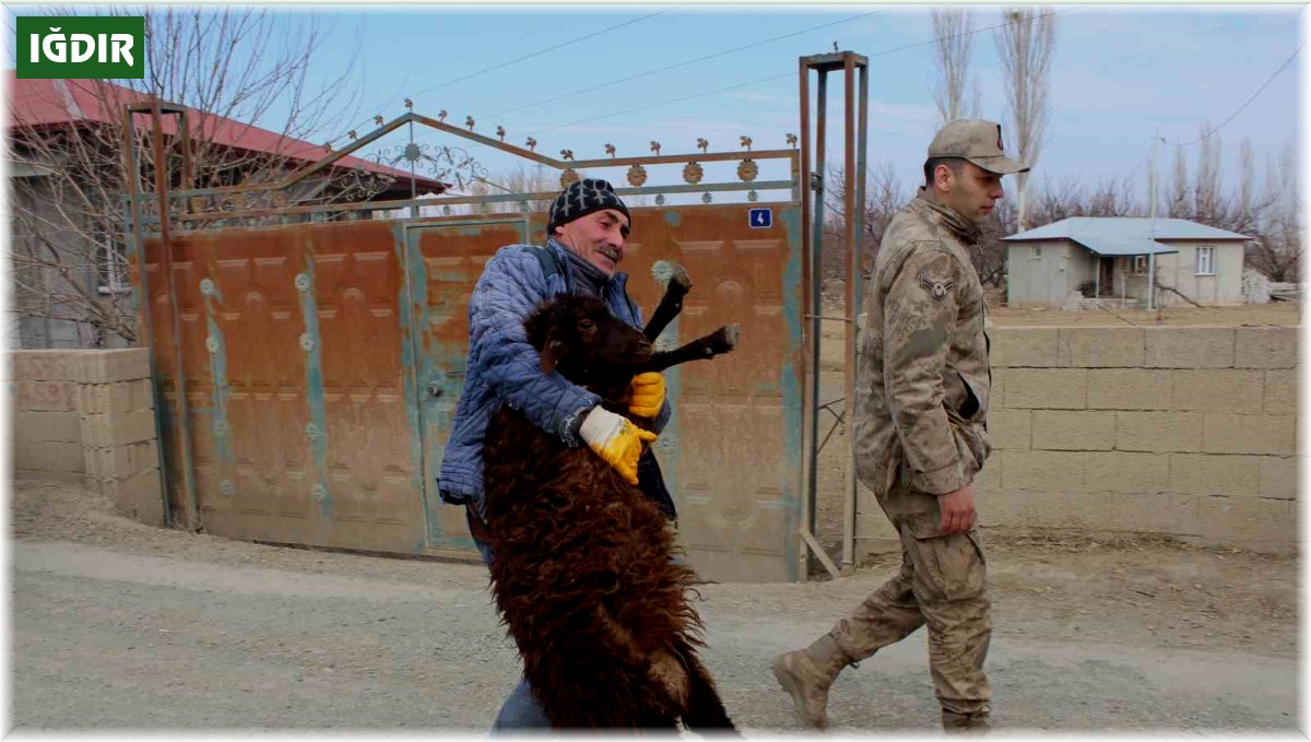 Iğdır'dan deprem bölgesine kavurma için hayvan desteği