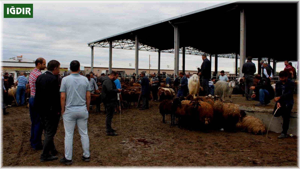 Iğdır hayvan pazarında durgunluk