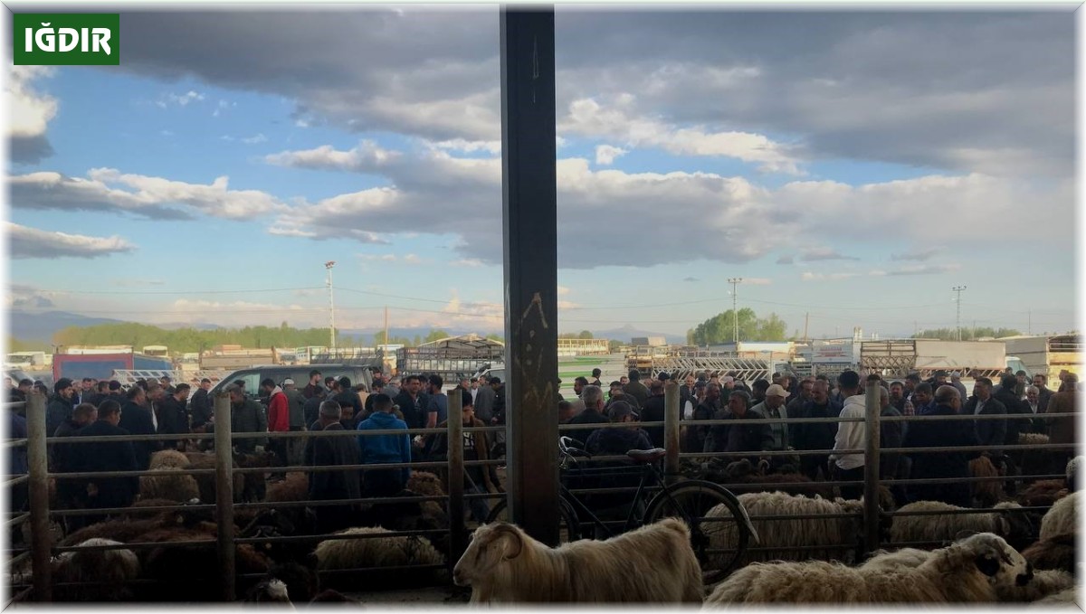 Iğdır hayvan pazarında yoğunluk