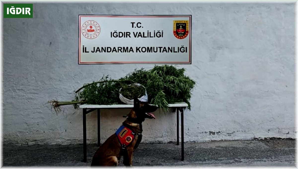 Iğdır İl Jandarma Komutanlığı'ndan uyuşturucu operasyonu