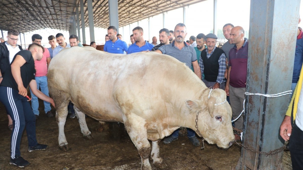 Iğdır'ın bir buçuk tonluk Şampiyon'u 35 bin liradan satışa sunuldu