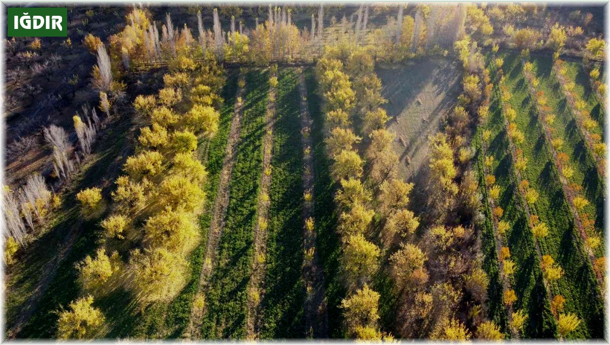 Iğdır'ın sararan kayısı bahçelerinde tablo gibi sonbahar görüntüleri
