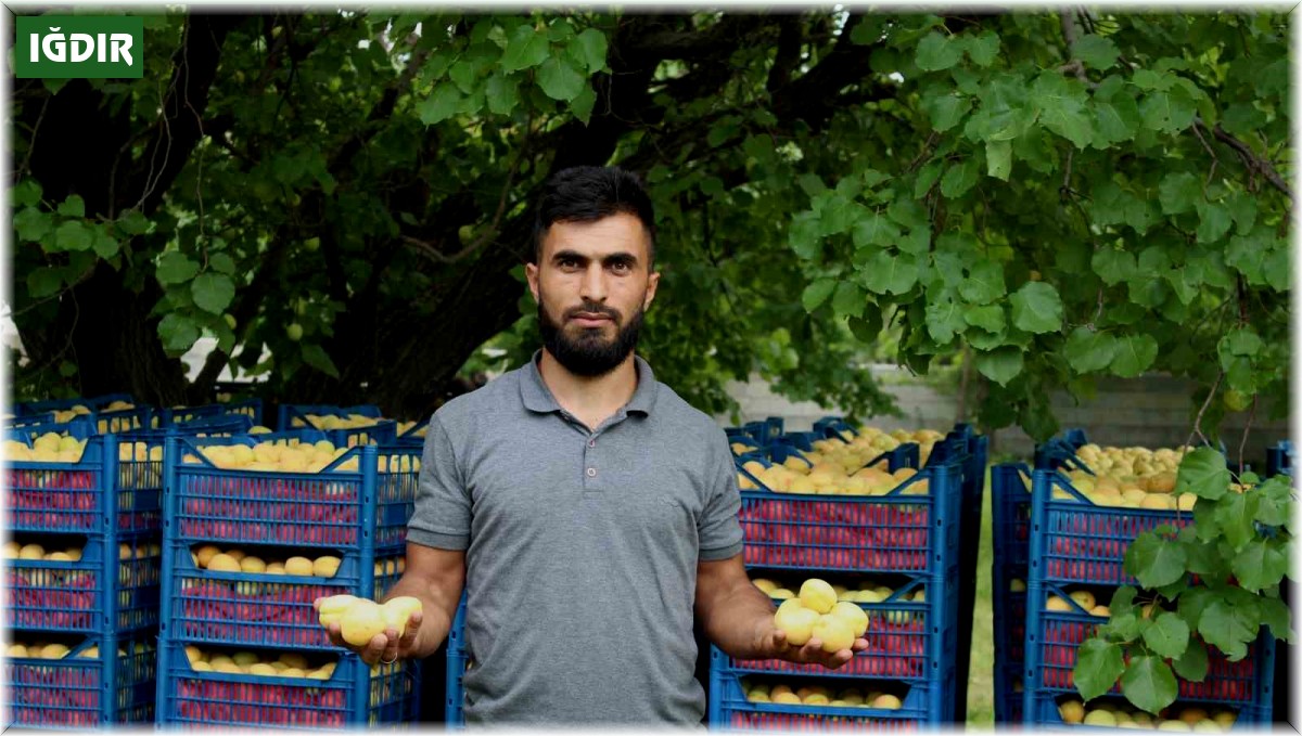 Iğdır'ın sarı altını olan kayısının hasadı başladı