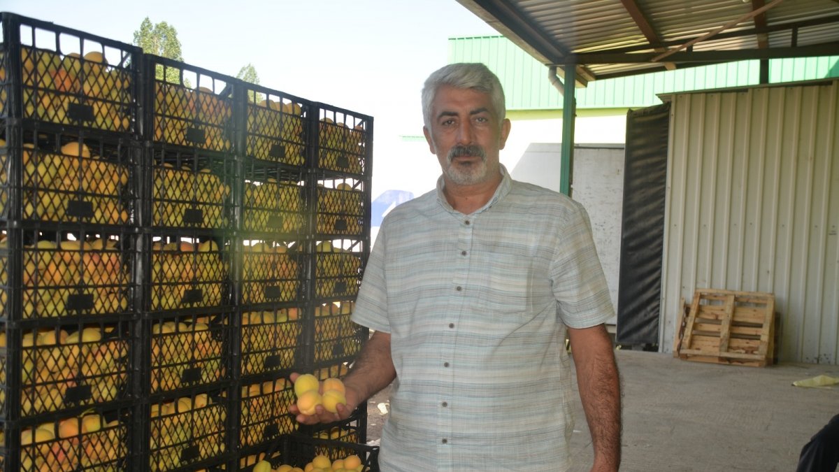 Iğdır'ın "sarı altın"ı yurt dışına ihraç ediliyor