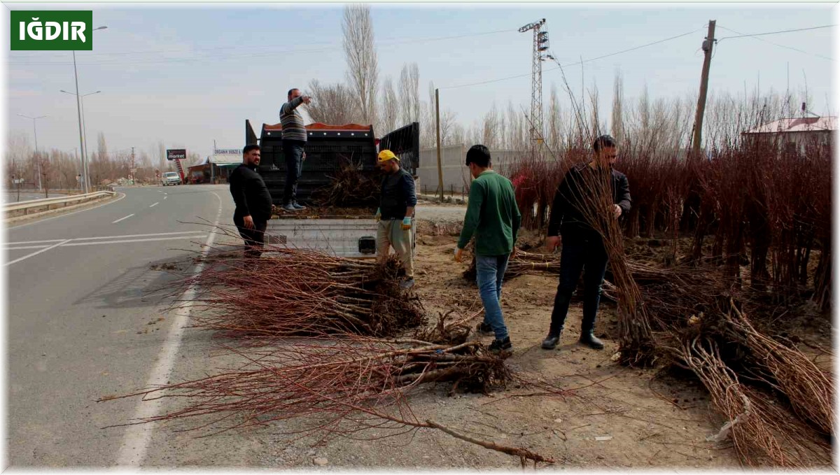 Iğdır'ın sarı altınının fidan satışları başladı